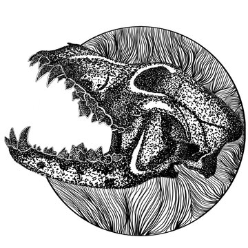 Dog Skull With Hard Upper Jaw and Sharp Teeth