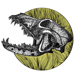Dog Skull With Hard Upper Jaw and Sharp Teeth © Arif