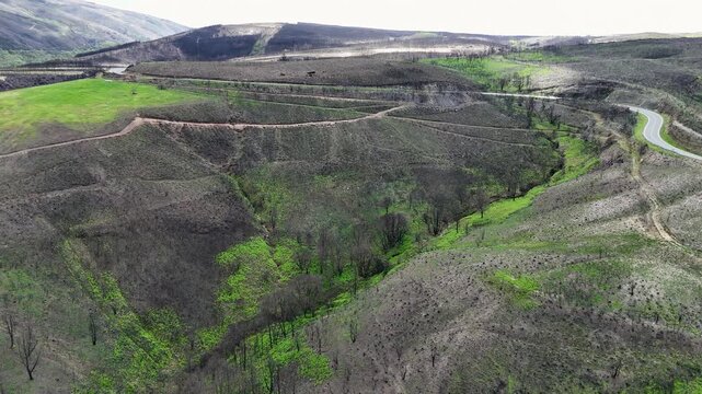 Aerial view of burnt forest landscape regrowing green