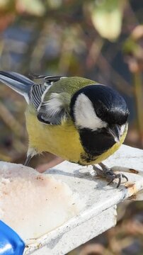  Front view of a small yellow titmouse feeding on animal fat during a sunny winter day, vertical framing for social media.