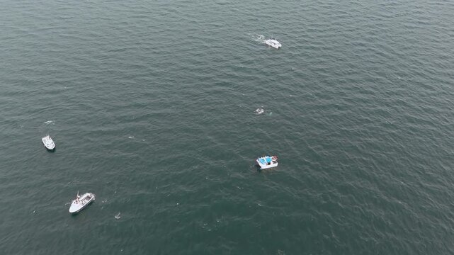Humpback Whales, Megaptera novaeangliae, travelling and blowing in Donegal Bay, Ireland