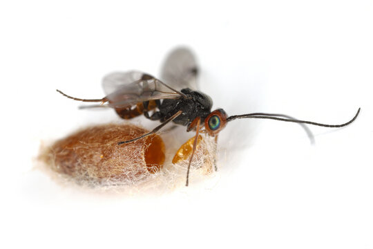 Adult of Ladybird Parasitoid Wasp, Dinocampus coccinellae a braconid wasp parasite of coccinellid beetles fresh out of the cocoon.