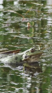 Mating ritual of amphibians- one frog jumps on another in a freshwater lake, captured for mobile stories.