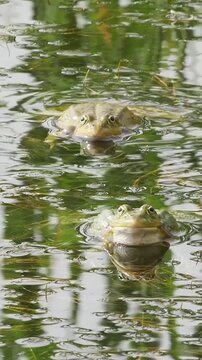 Vertical Full HD video capturing frogs in their natural aquatic habitat, featuring the rhythmic inflation of resonators to attract mates.
