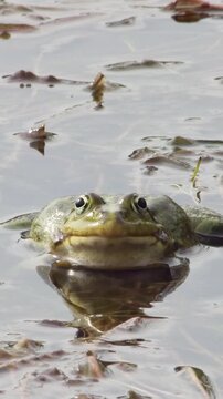 Vertical video capturing the rhythmic inflation of resonators as a male frog calls for a mate in a freshwater habitat surrounded by vegetation.
