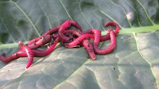 Eisenia foetida Red dung worms close up on green background
