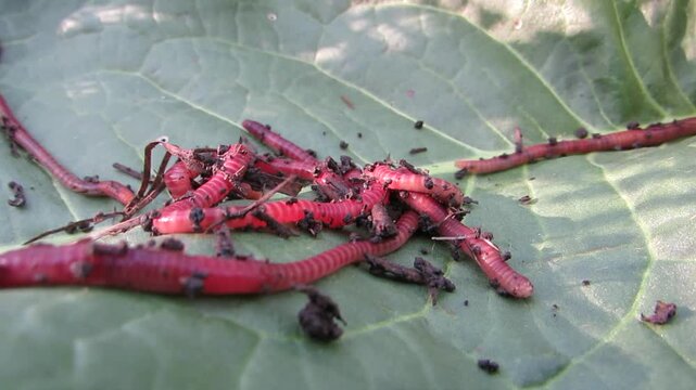  Eisenia foetida Red dung worms close-up