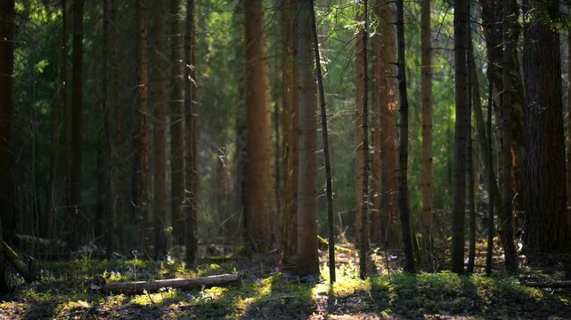 Gorgeous sunny old and mystical forest during spring time with sun shining through tall and large pine trees.