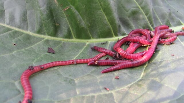 Eisenia foetida Red dung worms from biohumus close-up