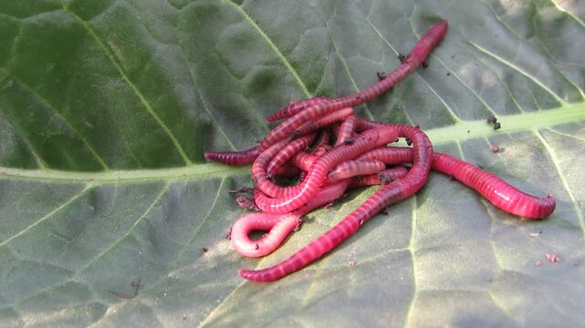  Eisenia foetida Red dung worms near a green leaf