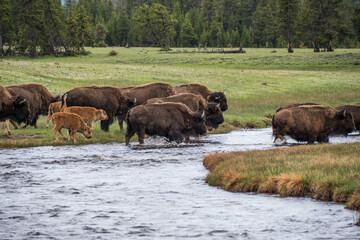 Fototapeta premium Wild Bison Herd in North America