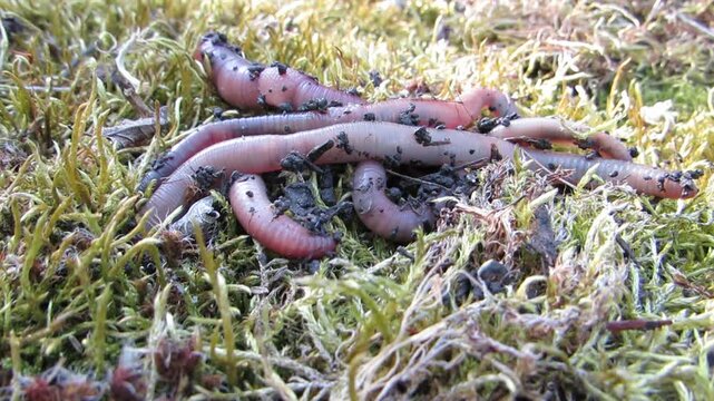  Lumbricina Earthworms crawling on moss