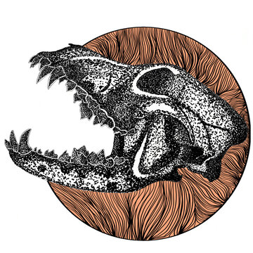 Dog Skull With Hard Upper Jaw and Sharp Teeth