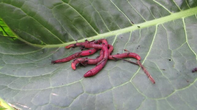 Red dung worms from biohumus close-up Eisenia foetida