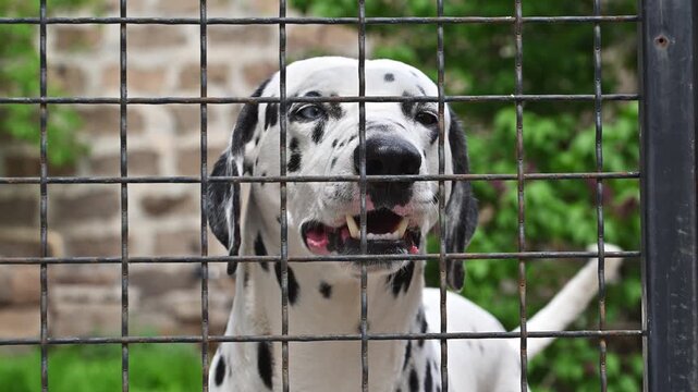 Dalmatian dog behind metal fence, mouth open, barking or panting