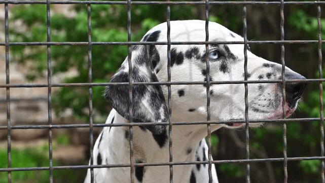 Dalmatian dog behind metal fence. Green foliage visible in background