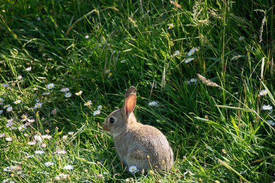 Rabbit in Natural Habitat