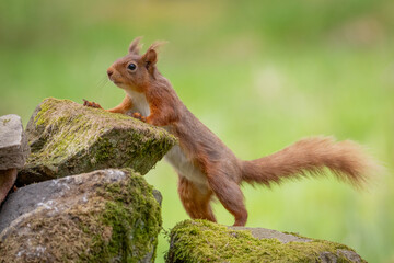 Obraz premium Red Squirrel in Hawes North Yorkshire. Cute Fluffy Wildlife Animal in Natural Woodland Habitat in the Yorkshire Dales England.
