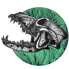 Dog Skull With Hard Upper Jaw and Sharp Teeth © Arif
