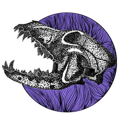 Dog Skull With Hard Upper Jaw and Sharp Teeth © Arif