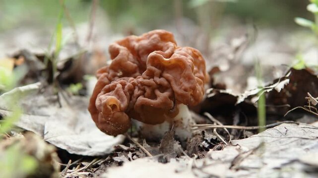 Gyromitra gigas among dry leaves and young grass closeup. Spring inedible mushroom growing in clearing. Toxic and poisonous mushroom growing in American forest.