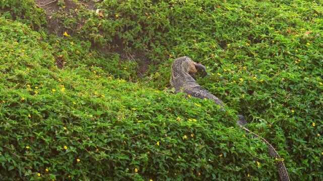A giant monitor lizard eats its prey on the bank of a water canal near Bangkok.