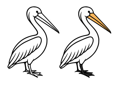 Pelican illustration, line art and colored icon, for coloring page