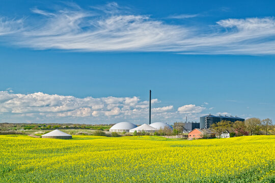 Yellow rapeseed field with biogas plant and blue sky in rural landscape
