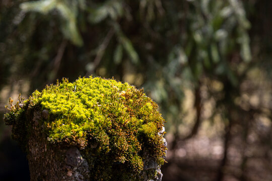 Moss detail on tree stump in the forest near Oberhof in Thuringian Forest