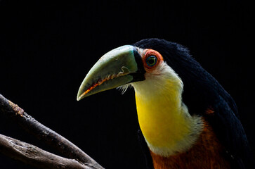 Obraz premium Close-Up Portrait of a Channel-Billed Toucan Against Dark Backgr