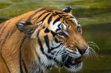 Obraz premium Bengal Tiger in Water Licking Nose – Close-Up Wildlife Portrai