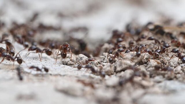 Close-up of many red ants moving on sandy surface