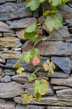 Vines growing on a rough cut stone wall in a mountain village.