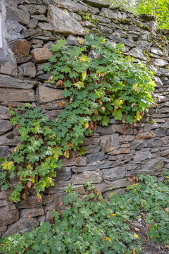 Vines growing on a rough cut stone wall in a mountain village.