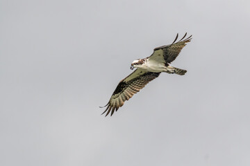 Obraz premium Osprey Flying with Wings Spread Against Cloudy Gray Sky