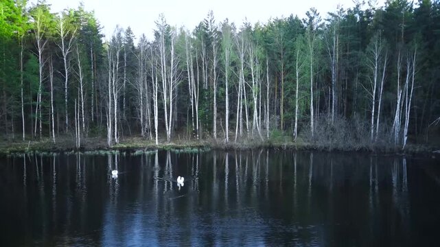 A pair of swans swim on the lake in the evening. Two white swans glide across water at dusk. Two white swans swimming peacefully on a calm lake at sunset
