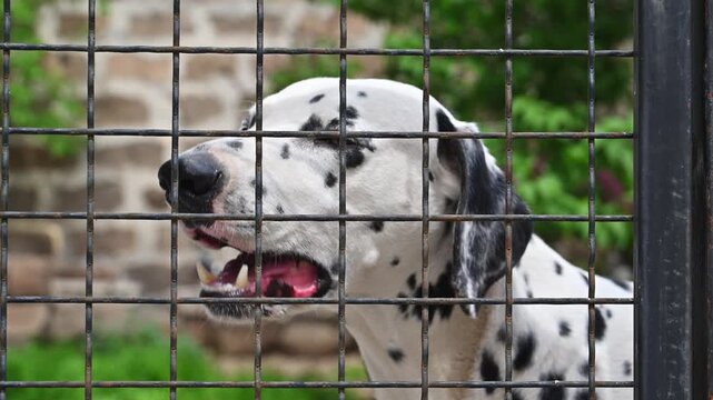 Dalmatian dog behind metal fence. Tongue out, happy expression