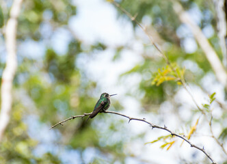 hummingbird on a tree © lara