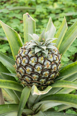 Obraz premium pineapplefarm