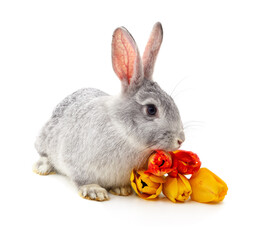 Naklejka premium Grey rabbit with a bouquet of tulips.