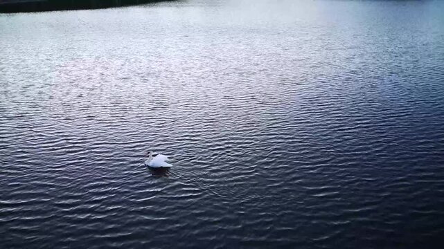 A pair of swans swim on the lake in the evening. Two white swans glide across water at dusk. Two white swans swimming peacefully on a calm lake at sunset