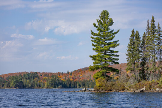 Fall colours across a lake in Algonquin Park with a large white pine tree in the foreground 