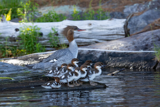 A family of common mergansers, mom and ducklings sitting on a rock in Algonquin Park 