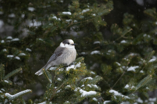 A Canada jay on s snow-covered conifer branch in Algonquin Provincial park 