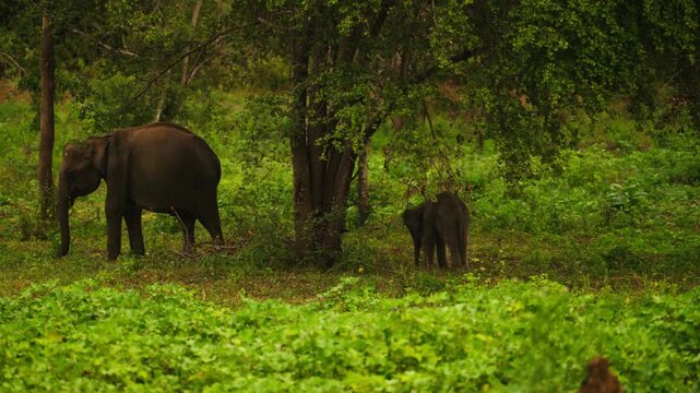 Young elephant calf exploring the wilderness of Sri Lanka with family