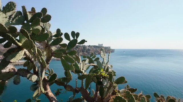Scenic view of opuntia cactus paddles framing Antalya old town and turquoise sea bay on sunny day.