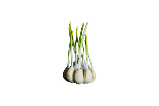 Head of garden garlic with green stems. Isolate without background in png. Garden garlic. Onion family. Agricultural plant. Green leaves of the plant. Vegetable seedlings. Insert into template. Photo 