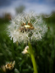 Dandelion © Stephanie
