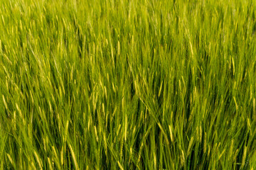 Fototapeta premium Green Field of Grass Under Bright Sunlight on a Clear Day in Spring Showing the Growth of Nature and the Beauty of the Outdoors