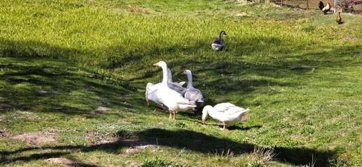  ptaki gęsi na polanie geese in the clearing © mobile